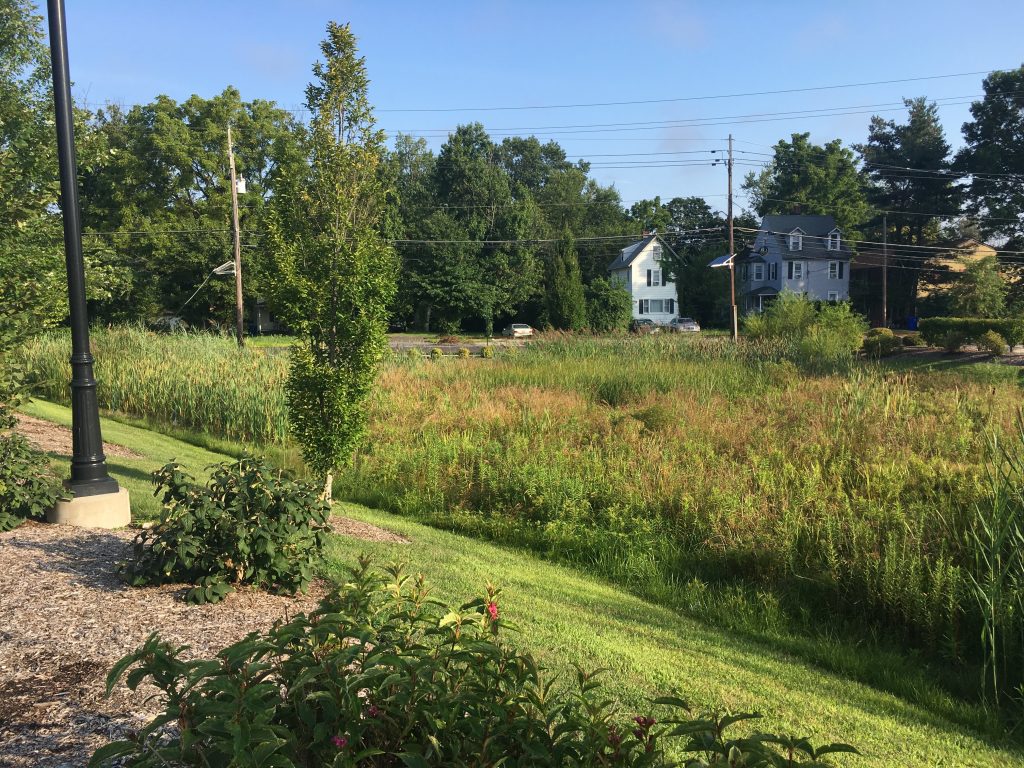 Grassy field on a sunny day