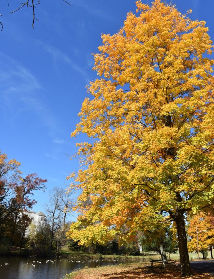 Tall tree with yellow and orange leaves
